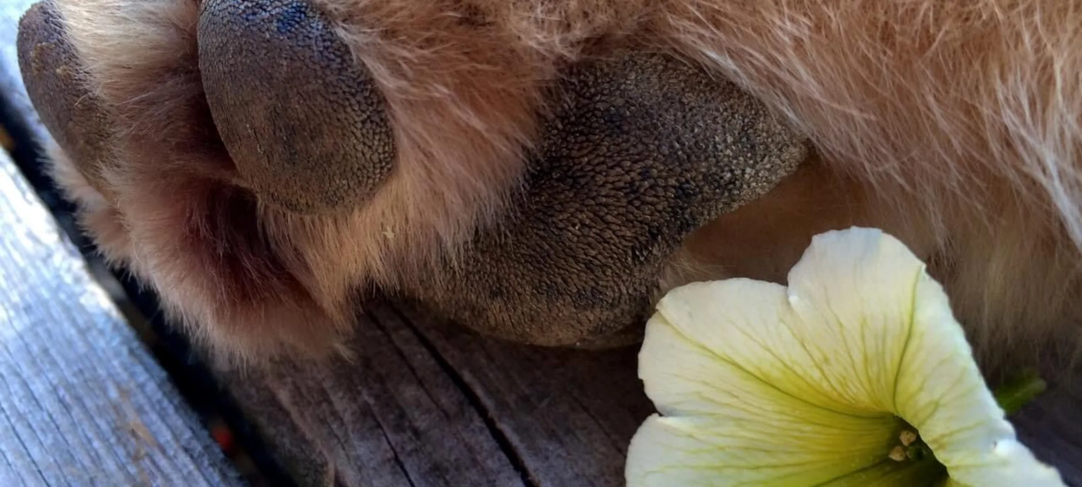 dog's paw next to a flower dog's paw next to a flower