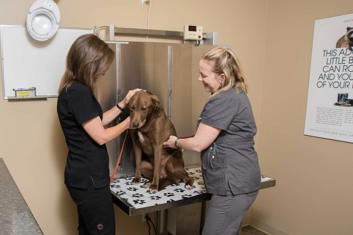 Brown dog getting examined by veterinarian and veterinary technician