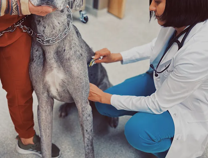 A White dog sitting while being handled and cared for by two veterinarians. A White dog sitting while being handled and cared for by two veterinarians.