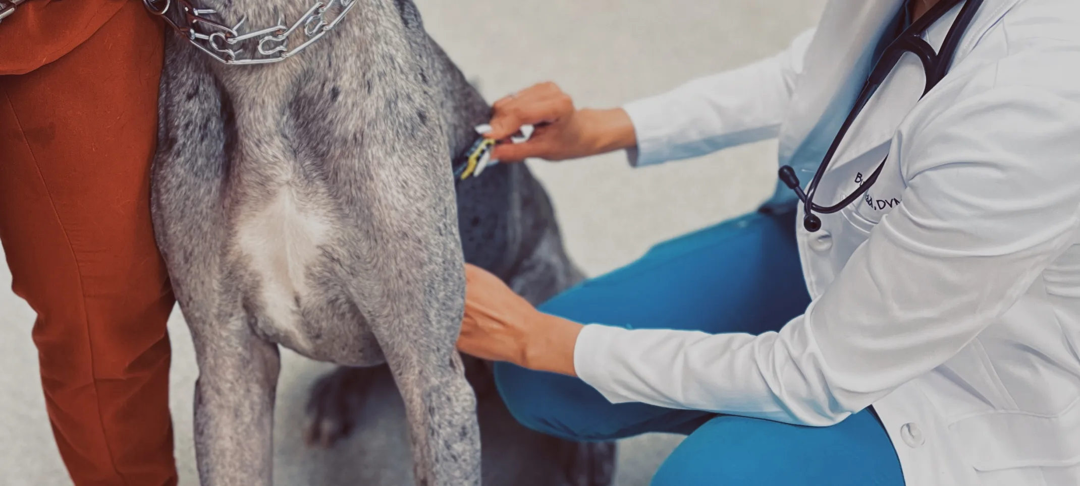 A White dog sitting while being handled and cared for by two veterinarians. 