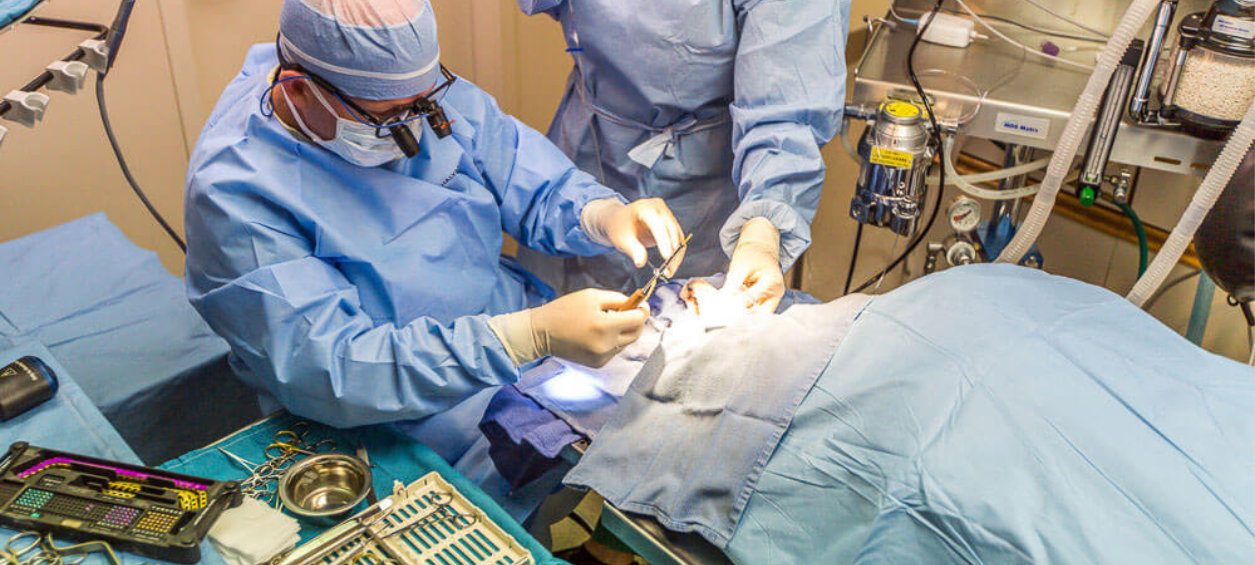 Veterinarian performing surgery