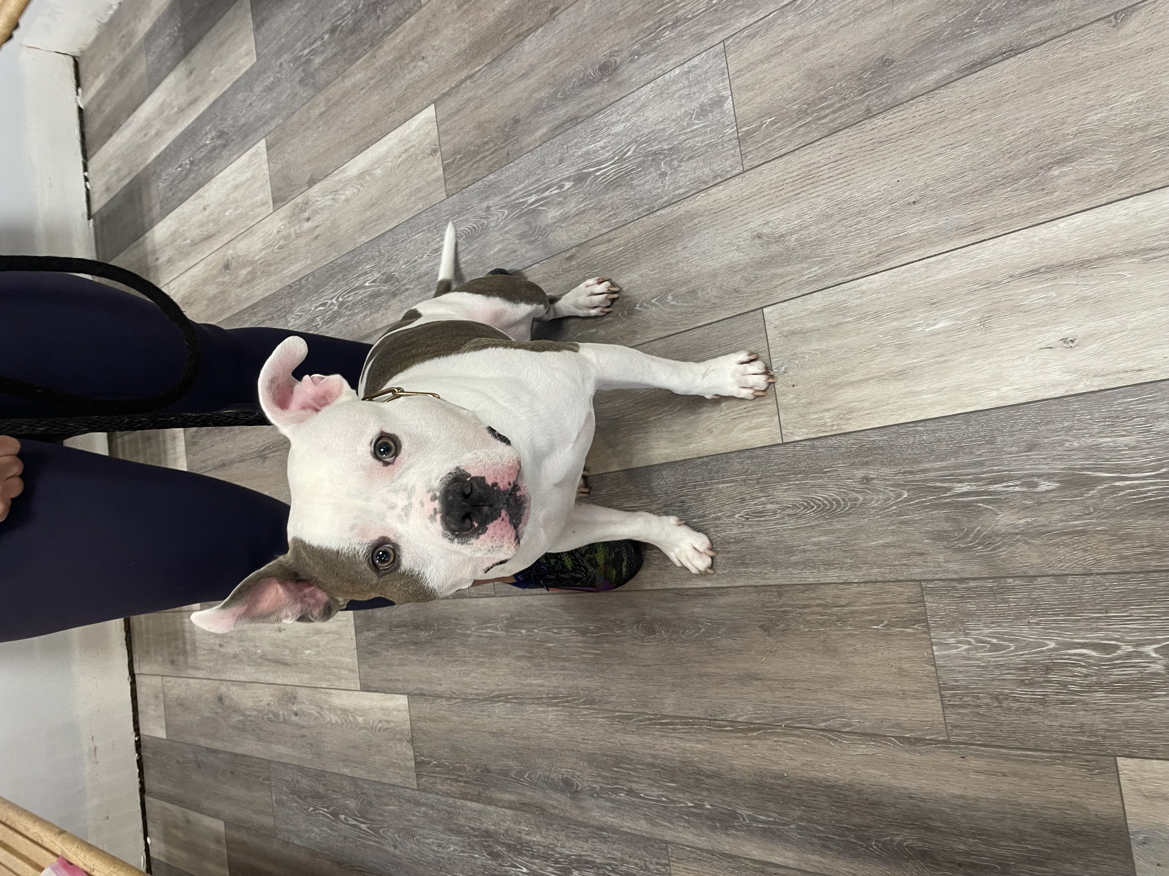 Brown and White Dog Sitting at Ferry Farm Animal Clinic