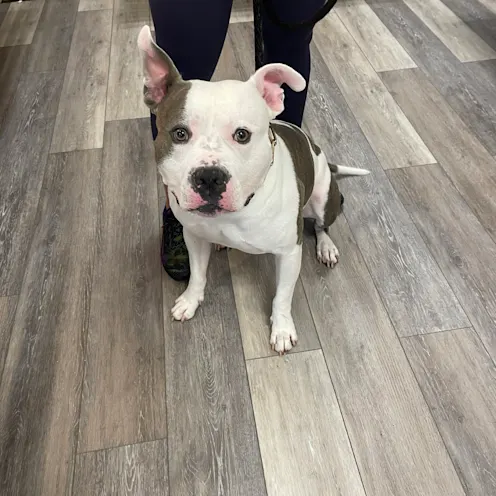 Brown and White Dog Sitting at Ferry Farm Animal Clinic Brown and White Dog Sitting at Ferry Farm Animal Clinic
