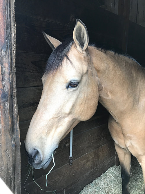 light brown horse in stable