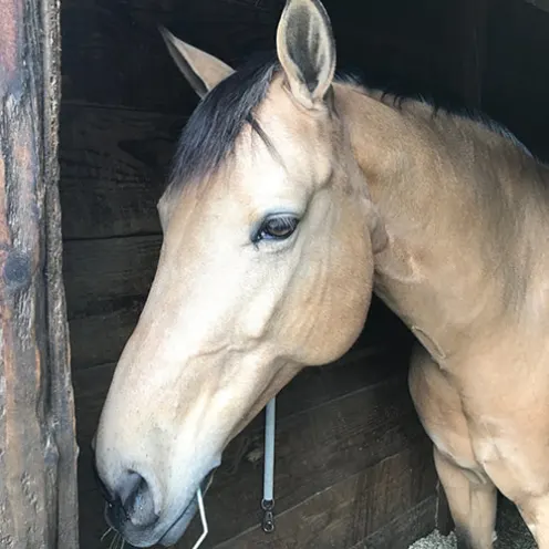 light brown horse in stable