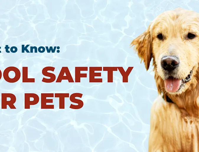 Pool Safety Blog Photo with Golden Retriever Pool Safety Blog Photo with Golden Retriever