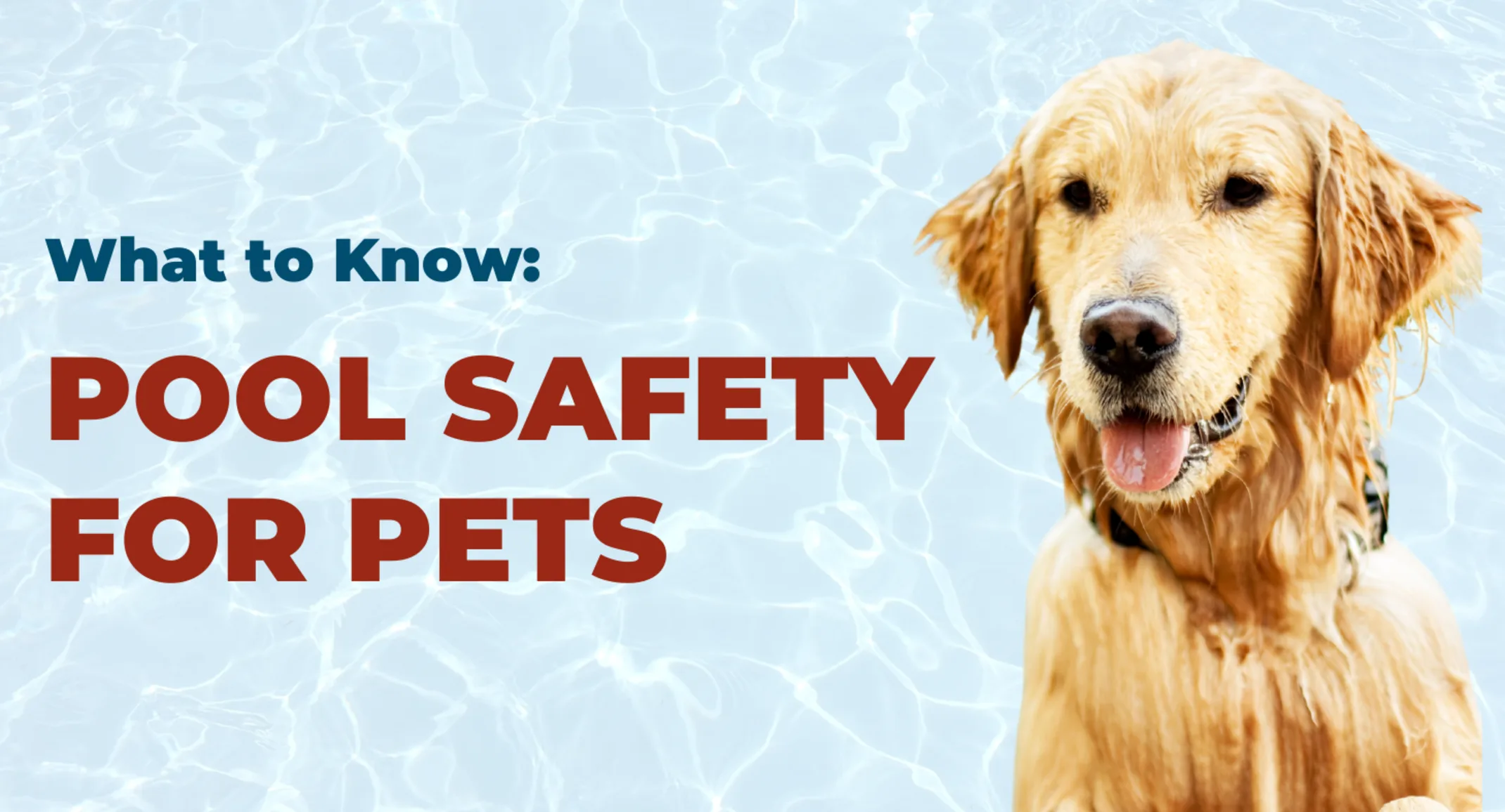Pool Safety Blog Photo with Golden Retriever Pool Safety Blog Photo with Golden Retriever