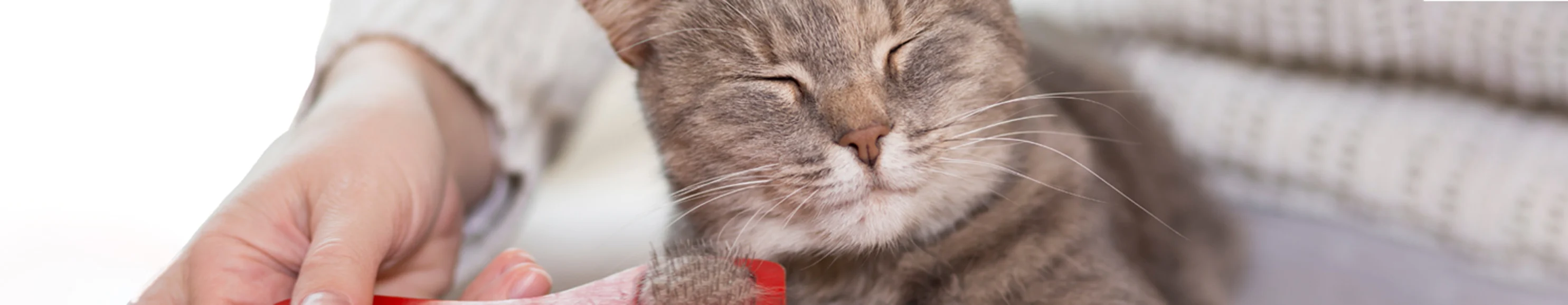 Cat being brushed