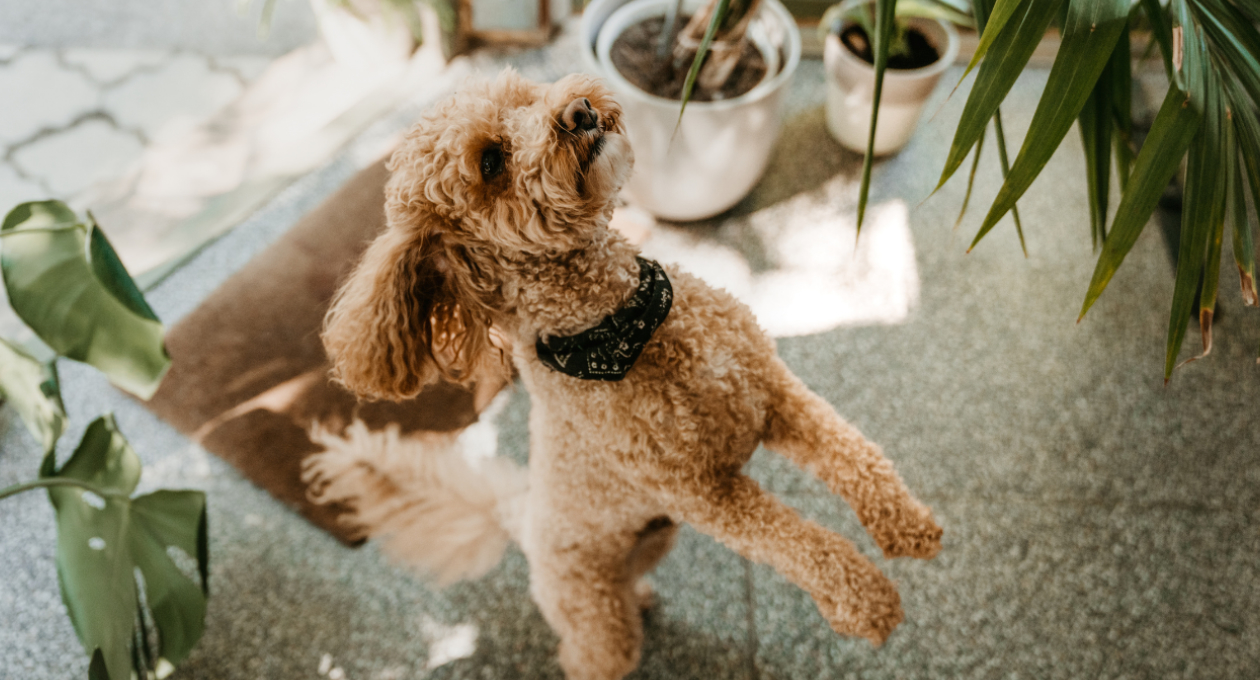 Dog Jumping & Looking at Plant