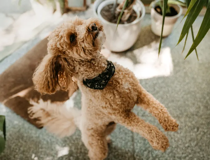 Dog Jumping & Looking at Plant Dog Jumping & Looking at Plant