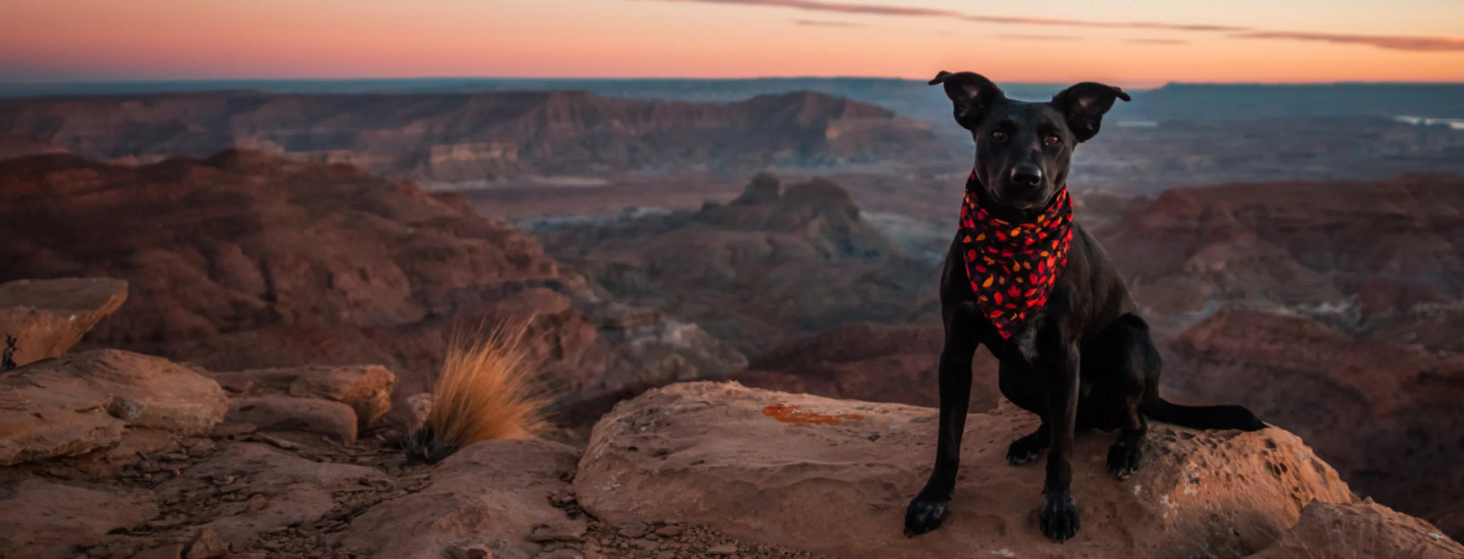 Black Dog with Red Bandana Sitting on Canyon Rocks in the Desert