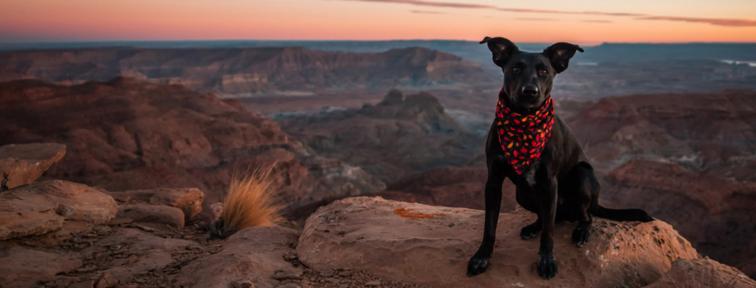 Black Dog with Red Bandana Sitting on Canyon Rocks in the Desert Black Dog with Red Bandana Sitting on Canyon Rocks in the Desert