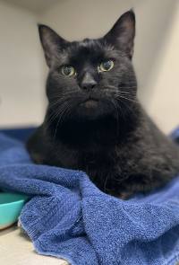 Black Cat Sitting on Blue Towel