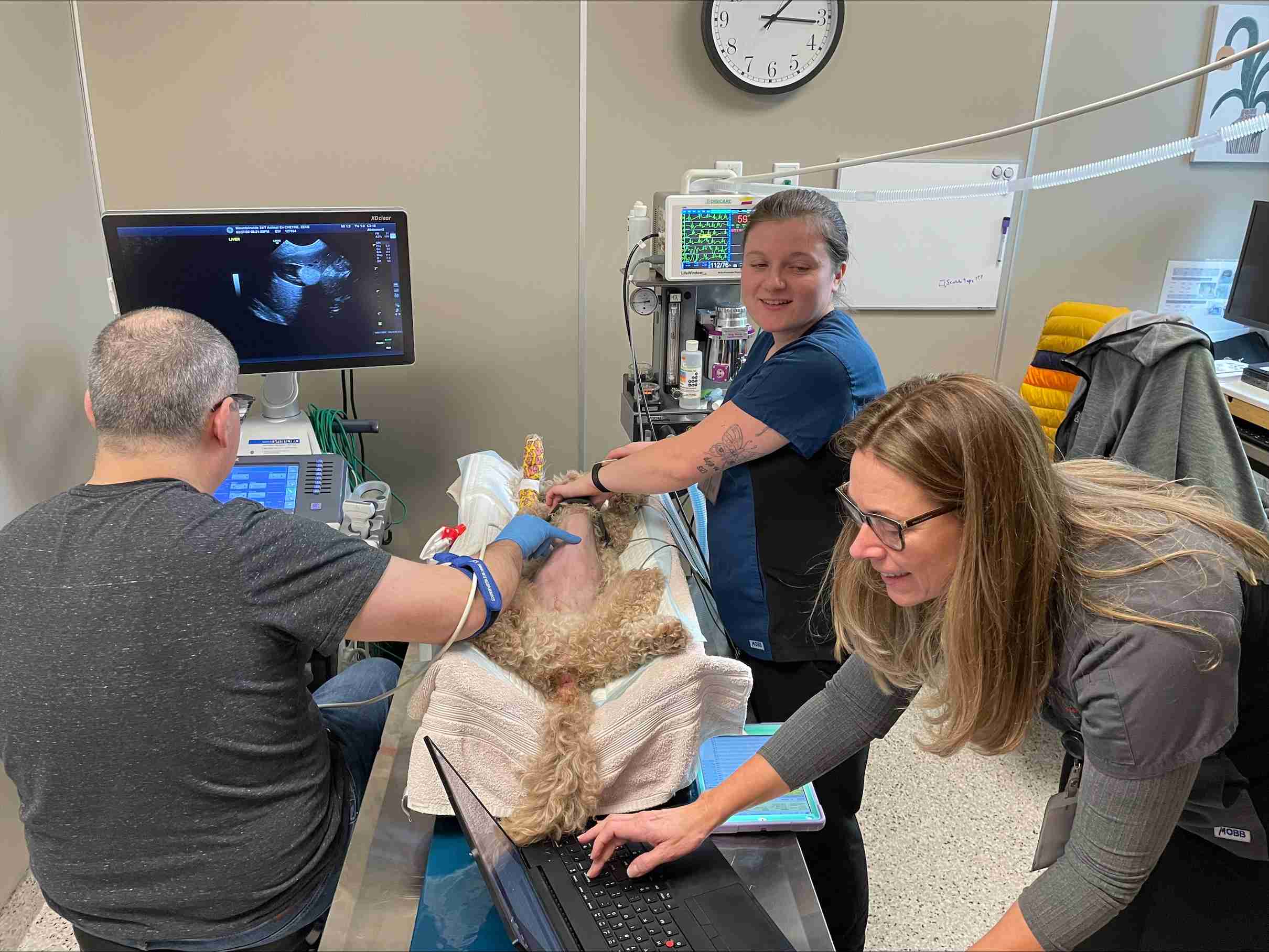 Staff members performing an ultrasound on a dog