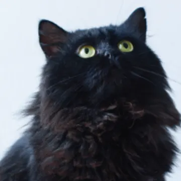 Cat looking up Cat looking up