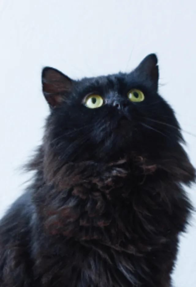 Cat looking up Cat looking up