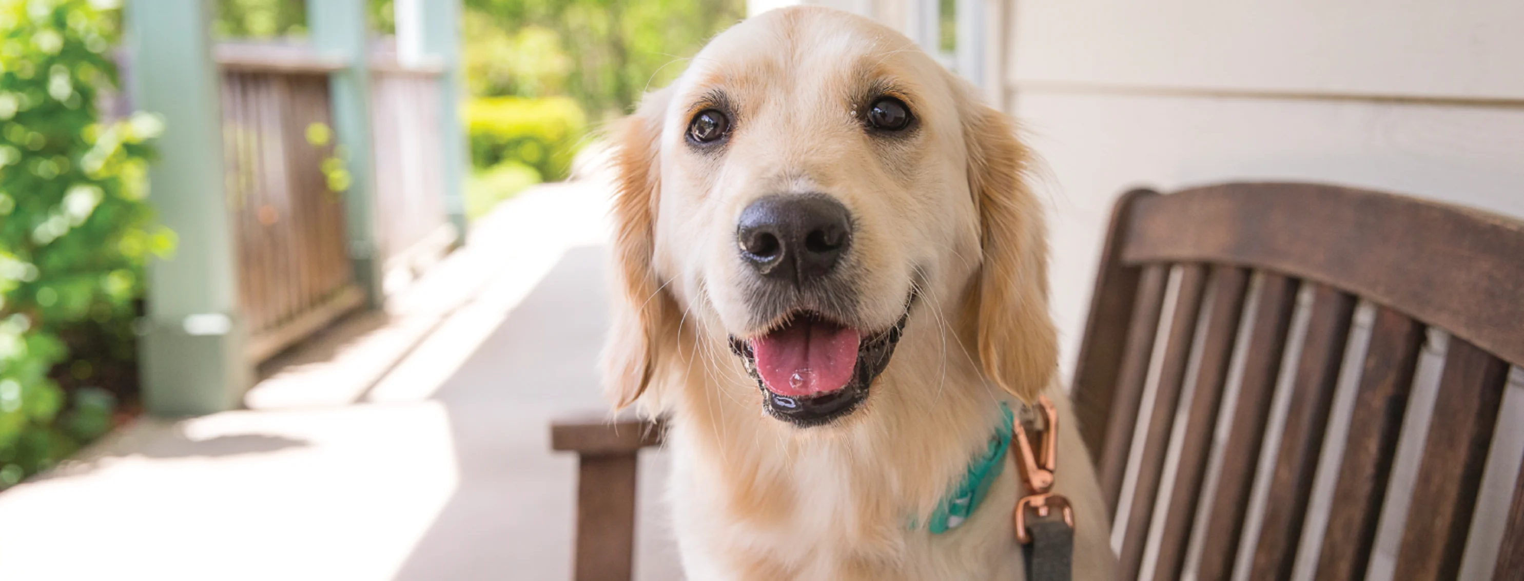 Golden retriever sitting on bench