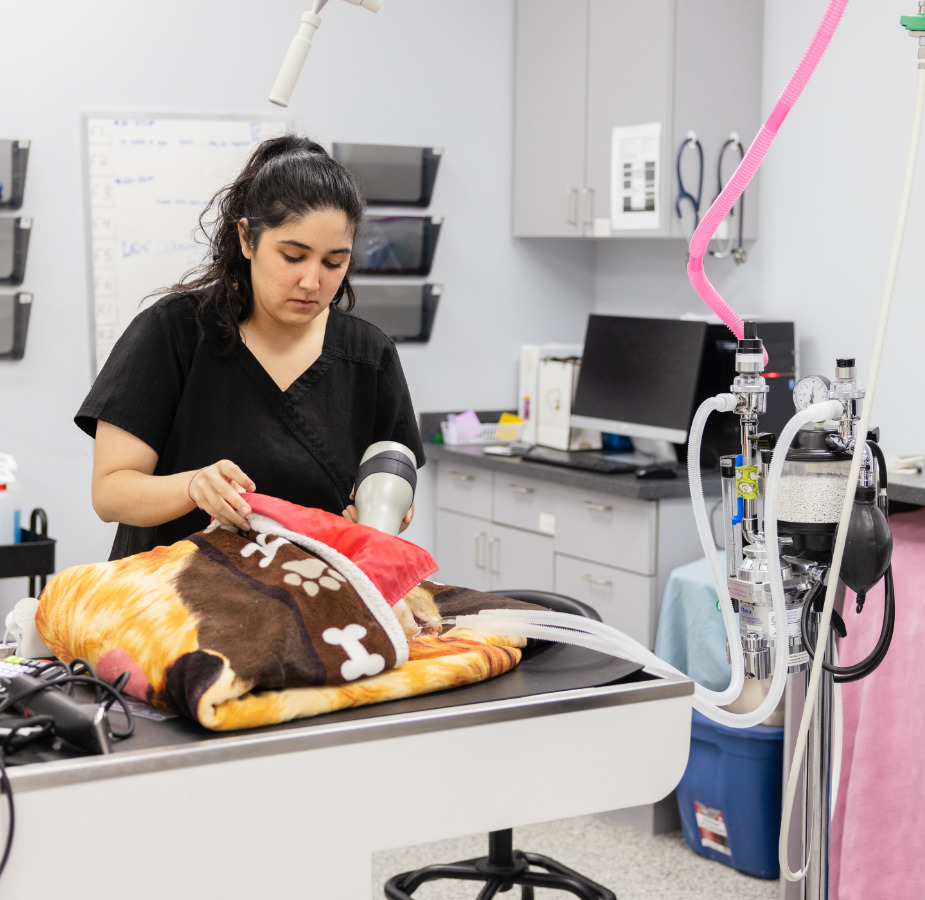 Staff member caring for a cat wrapped in a blanket