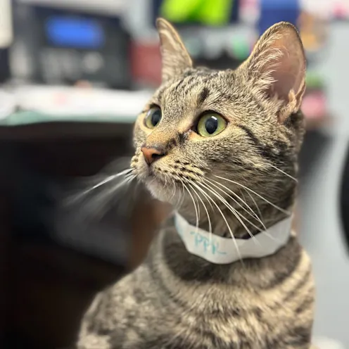 Rescue cat near the reception desk Rescue cat near the reception desk
