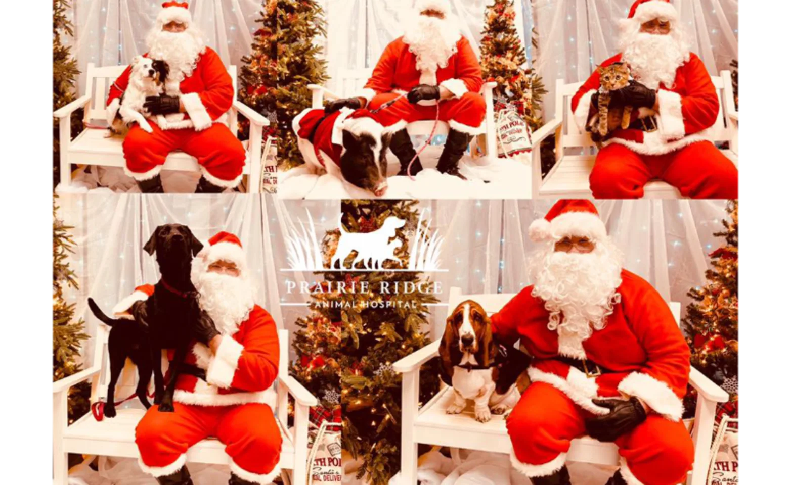 Santa Paws Santa Paws