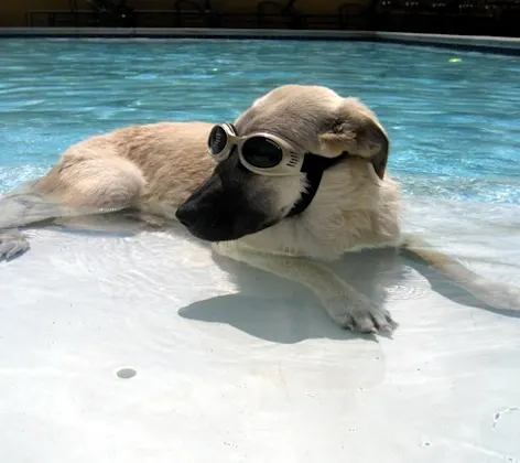 Dog with sunglasses Dog with sunglasses