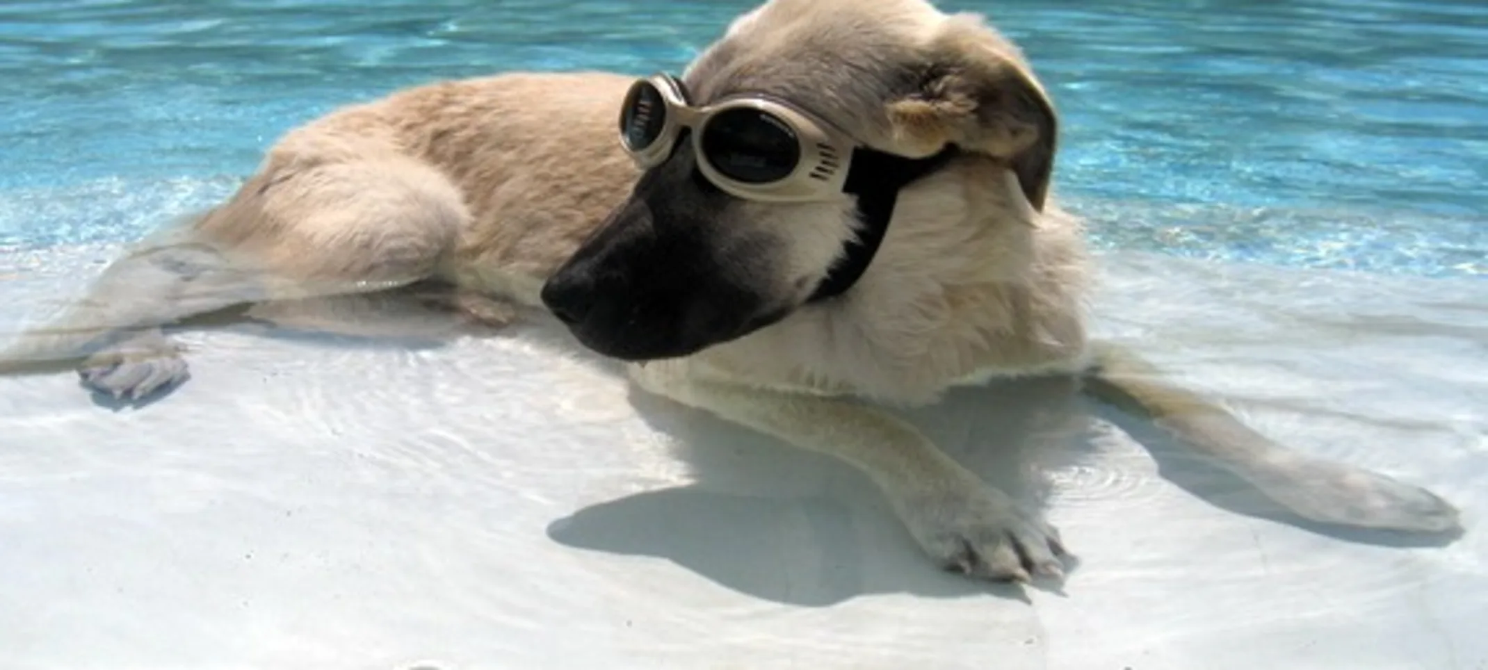 Dog with sunglasses