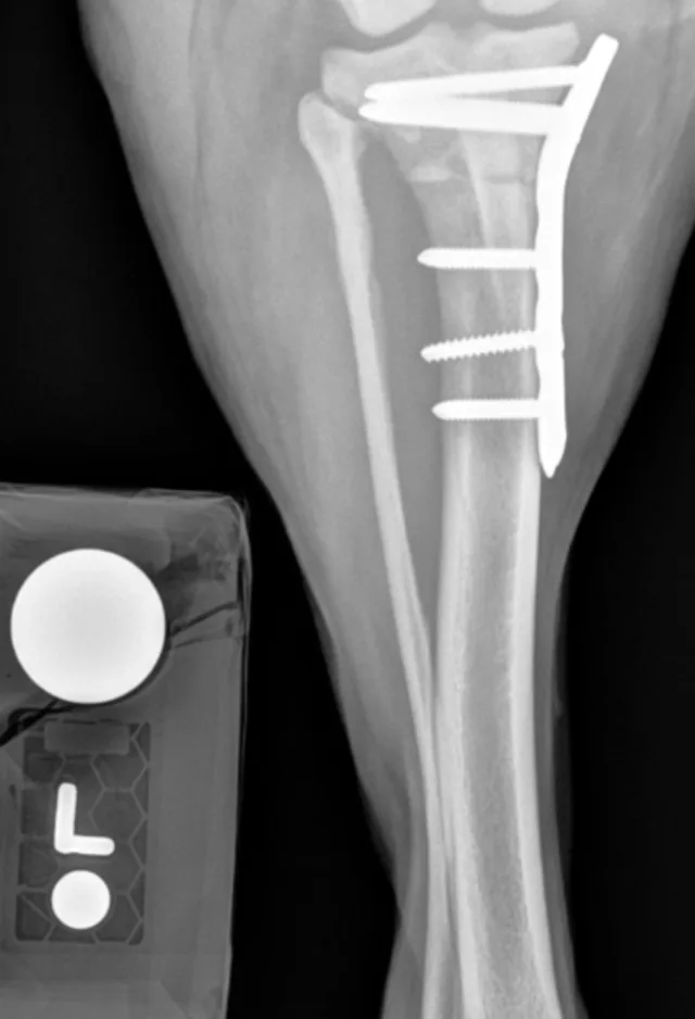 radiography image of animal leg radiography image of animal leg