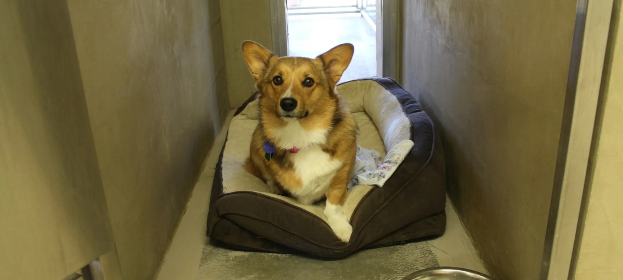 Corgi sitting in a dog bed in a small dog boarding room.