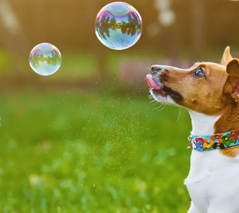 Dog looking at bubbles in grass