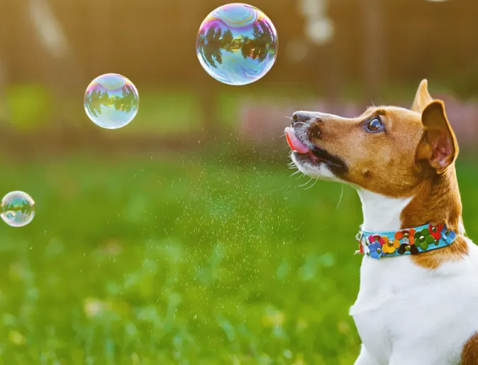 Dog looking at bubbles in grass