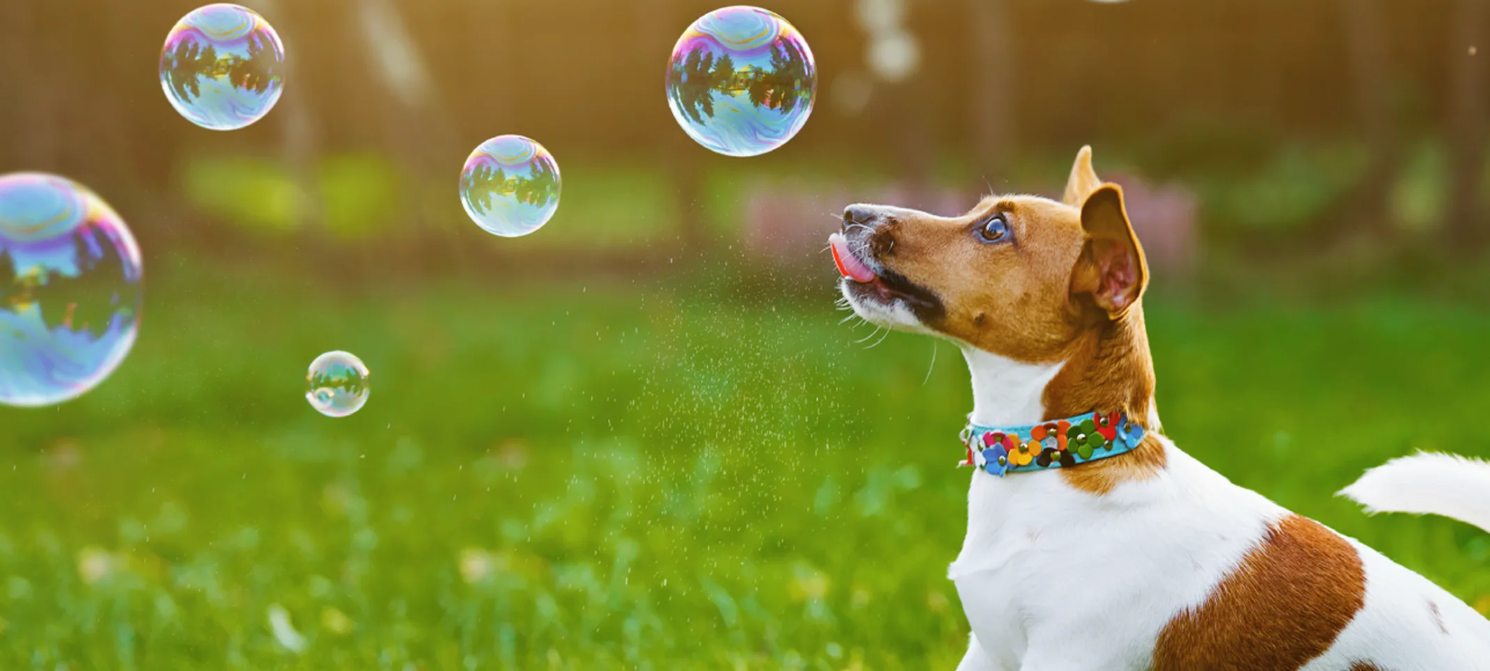 Dog looking at bubbles in grass