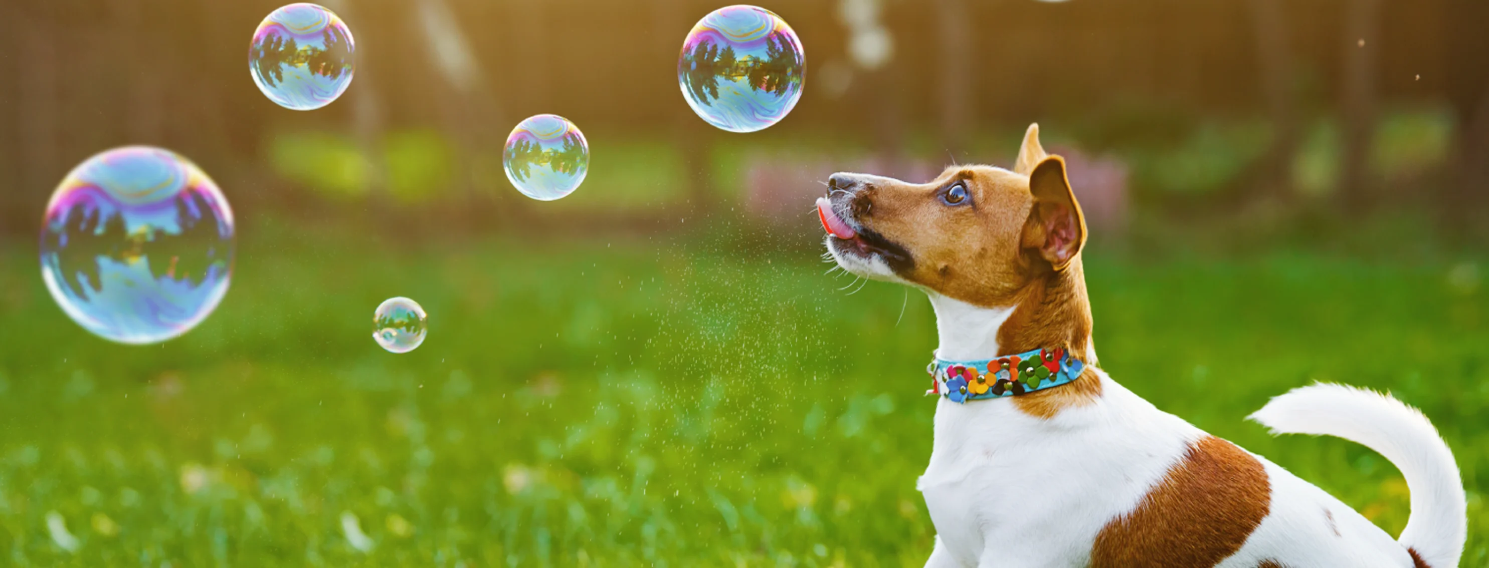 Dog looking at bubbles in grass Dog looking at bubbles in grass