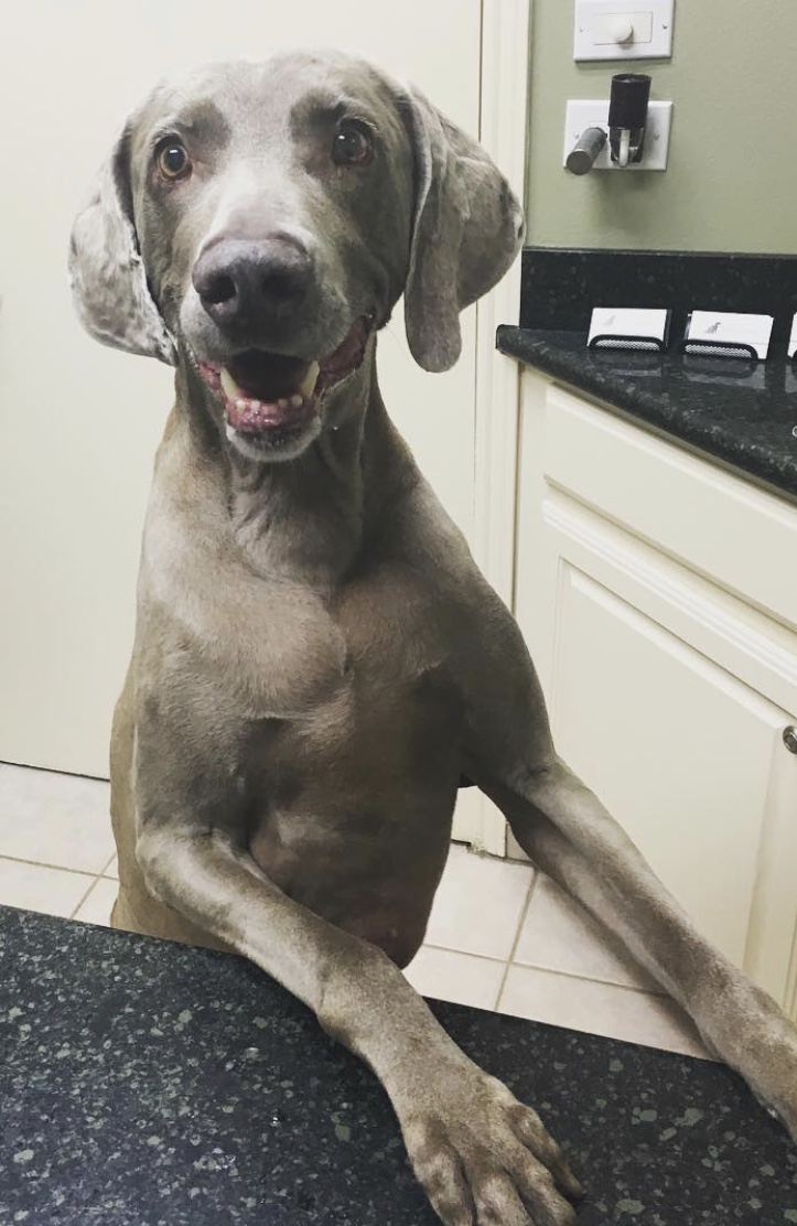 Dog standing with front paws on the counter at Hill Country Animal Hospital
