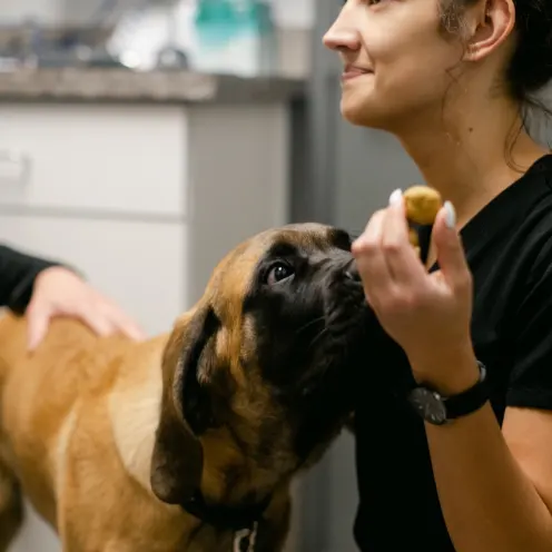 Vet tech and dog