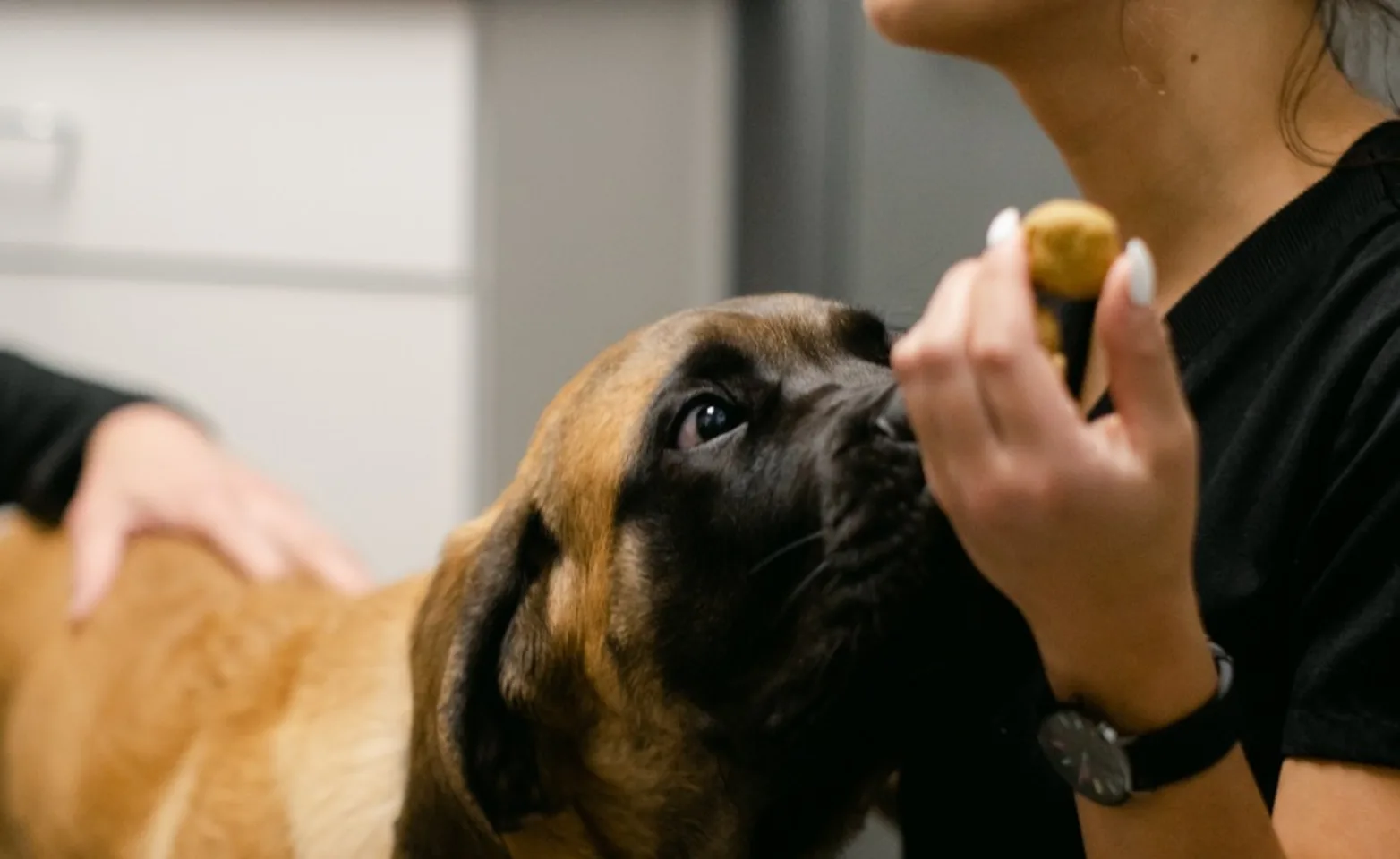 Vet tech and dog