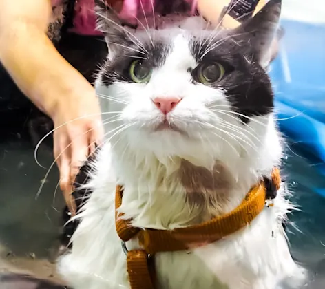 Cat in a water treadmill machine Cat in a water treadmill machine