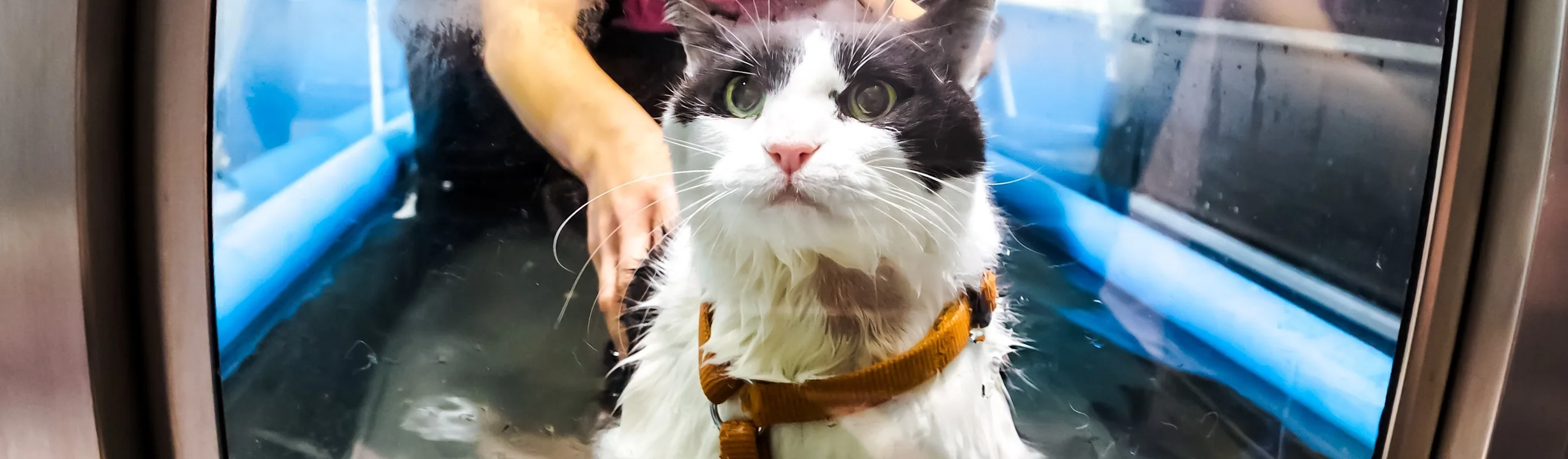 Cat in a water treadmill machine Cat in a water treadmill machine