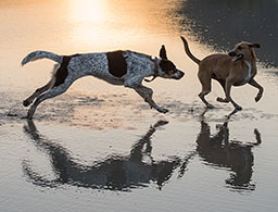 Two dogs running and playing together on a beach