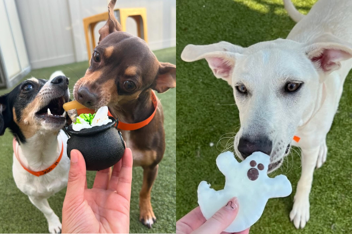 Dogs eat halloween treats while at PetSuites.