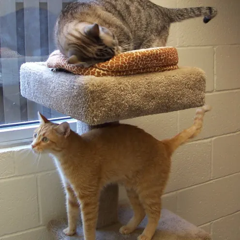  Valley Animal Hospital & Pet Resort 0498 - Cat Tower and Cats