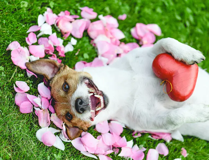 Smiling dog laying in flower pedals in the grass and holding a heart Smiling dog laying in flower pedals in the grass and holding a heart