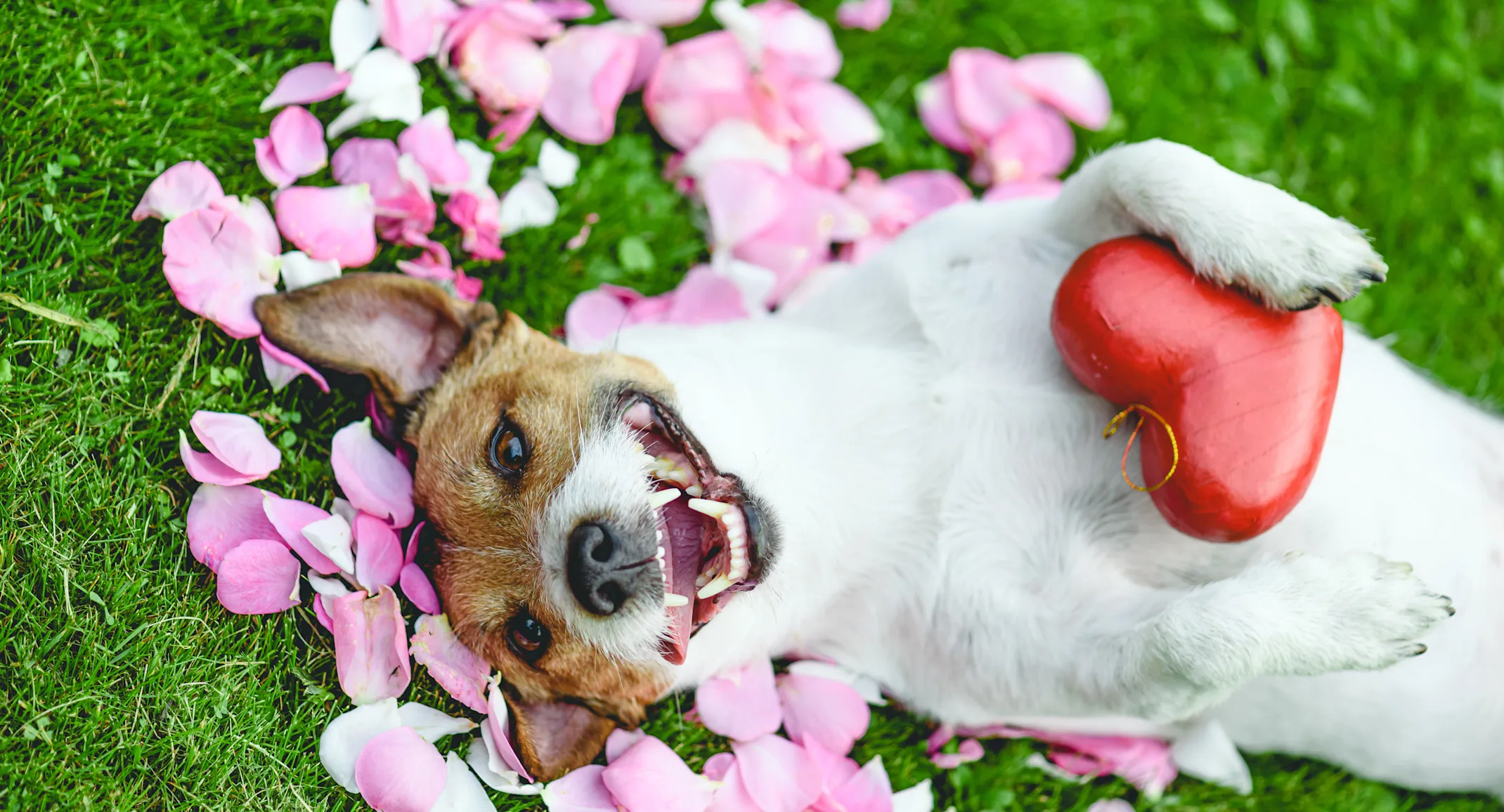Smiling dog laying in flower pedals in the grass and holding a heart Smiling dog laying in flower pedals in the grass and holding a heart