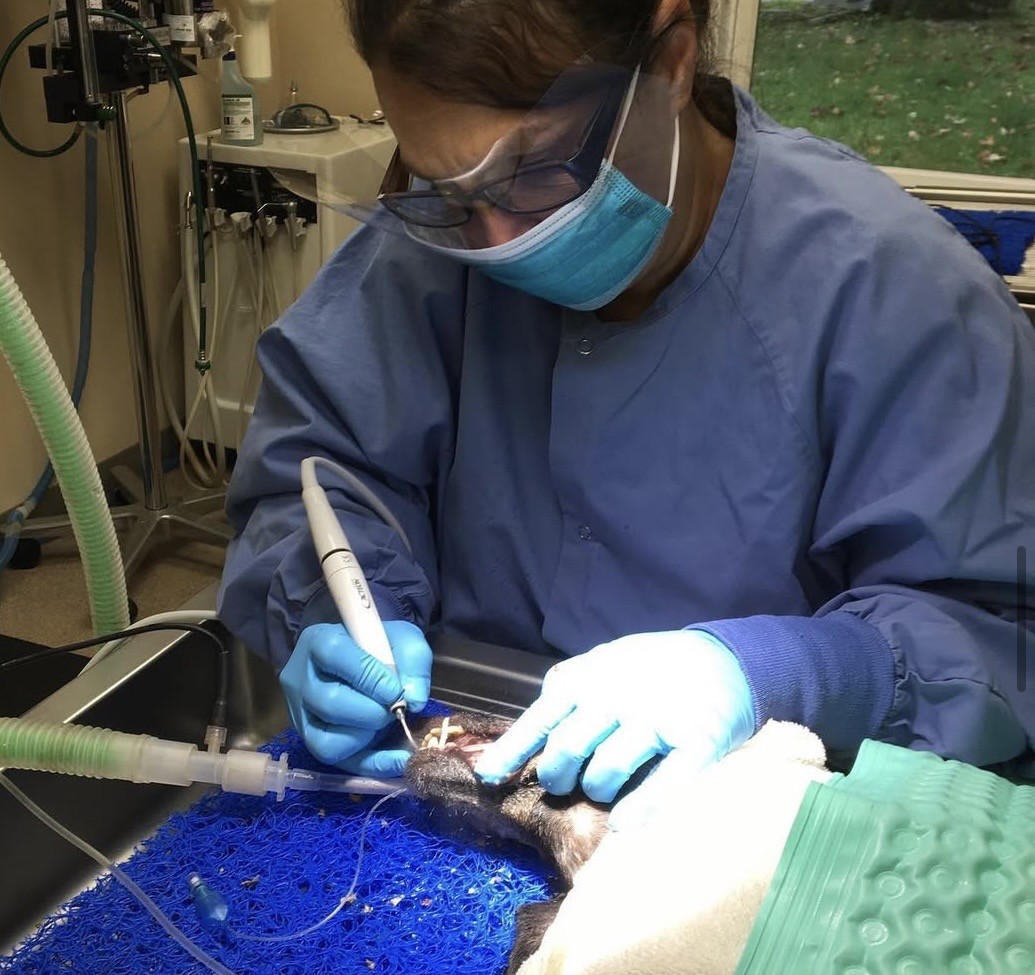 Veterinarian working on dog's teeth