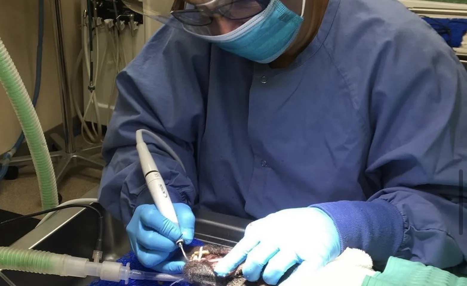 Veterinarian working on dog's teeth Veterinarian working on dog's teeth