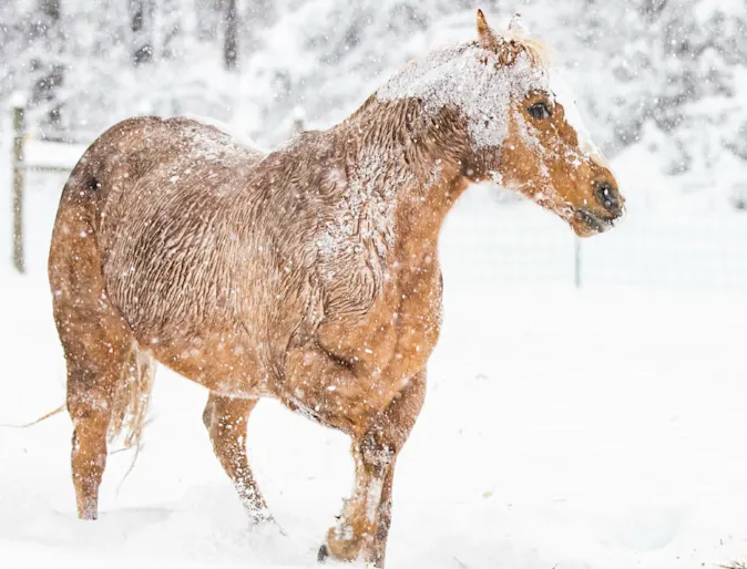 Brown Horse in Snow Storm