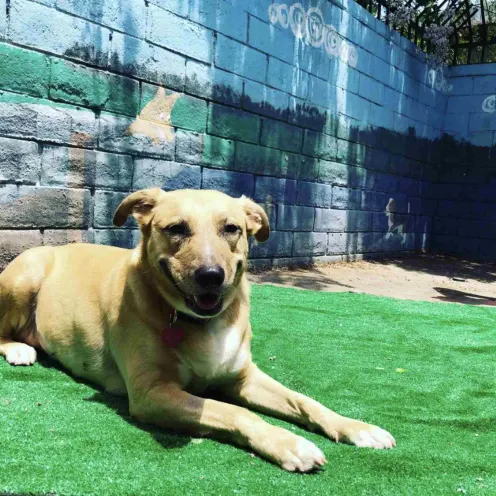Large tan dog laying on grass.
