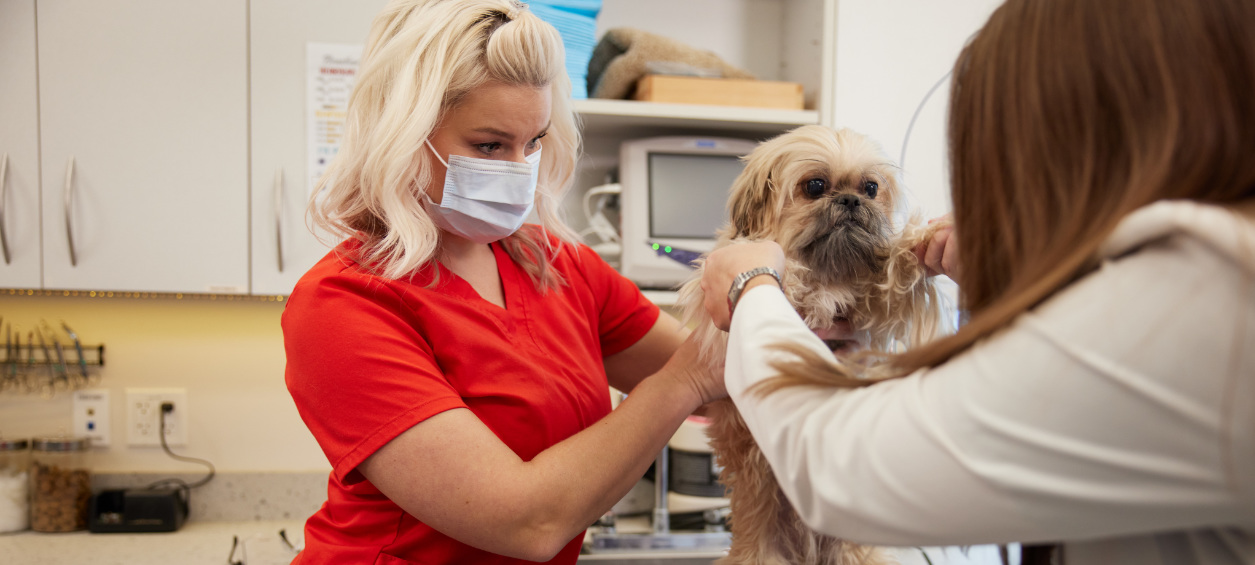 Vets Tending to Dog's Fur