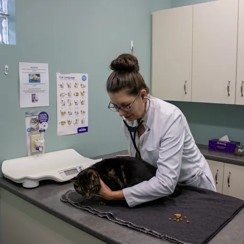 IW Cat Exam IW Cat Exam