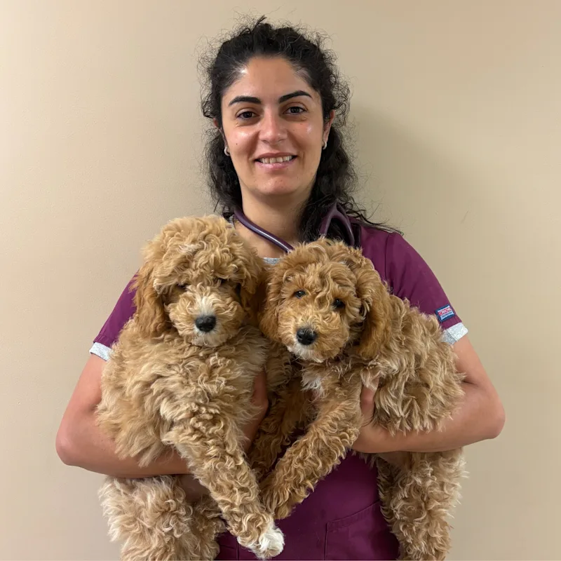Dr. Jihane Abou-Ezzi Dr. Jihane Abou-Ezzi