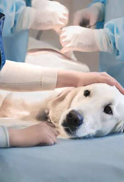 Dog on table laying down